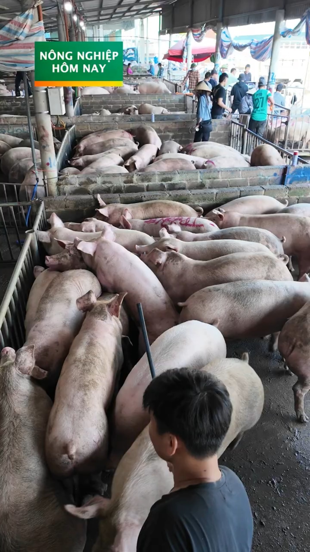 Giá heo tăng cao kéo dài nhiều tháng